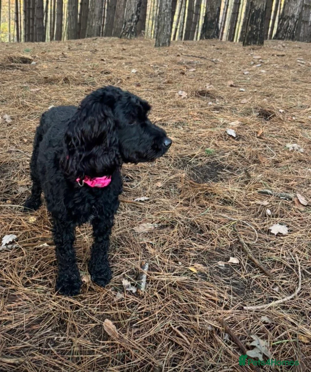 Cockapoo dogs for sale: Beautiful cockapoo puppies for sale  - Advert 2