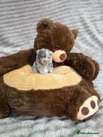 Pomeranian dogs RARE LILAC POMERANIANS - Advert 3