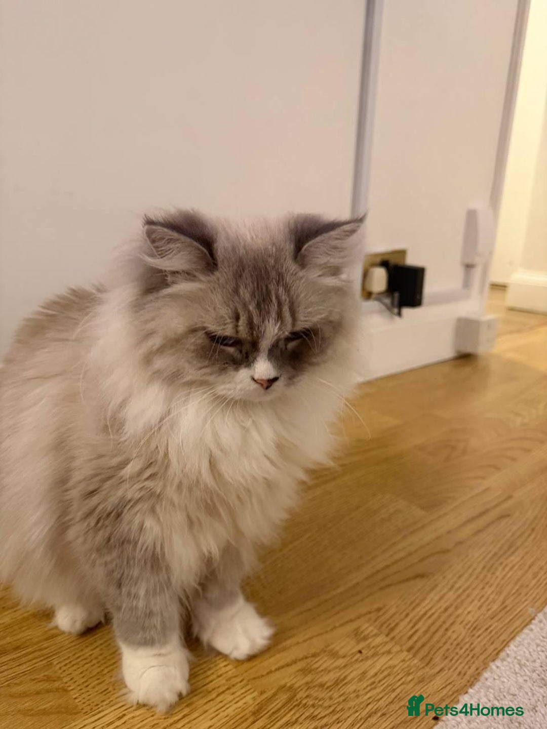 Siberian cats for sale: Rare Siberian Cats Available😻💯 - Advert 25