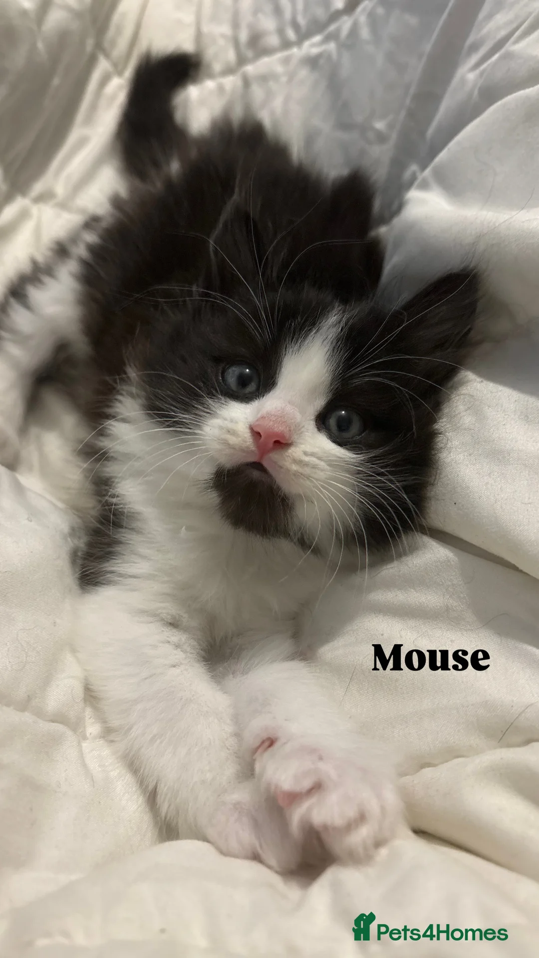 Ragdoll cats for sale: Ragdoll cross kittens | 3 Female | 1 Male - Advert 14