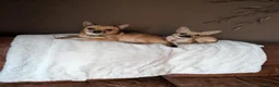 Pomchi dogs for sale: Pomchi puppies  - Advert 11
