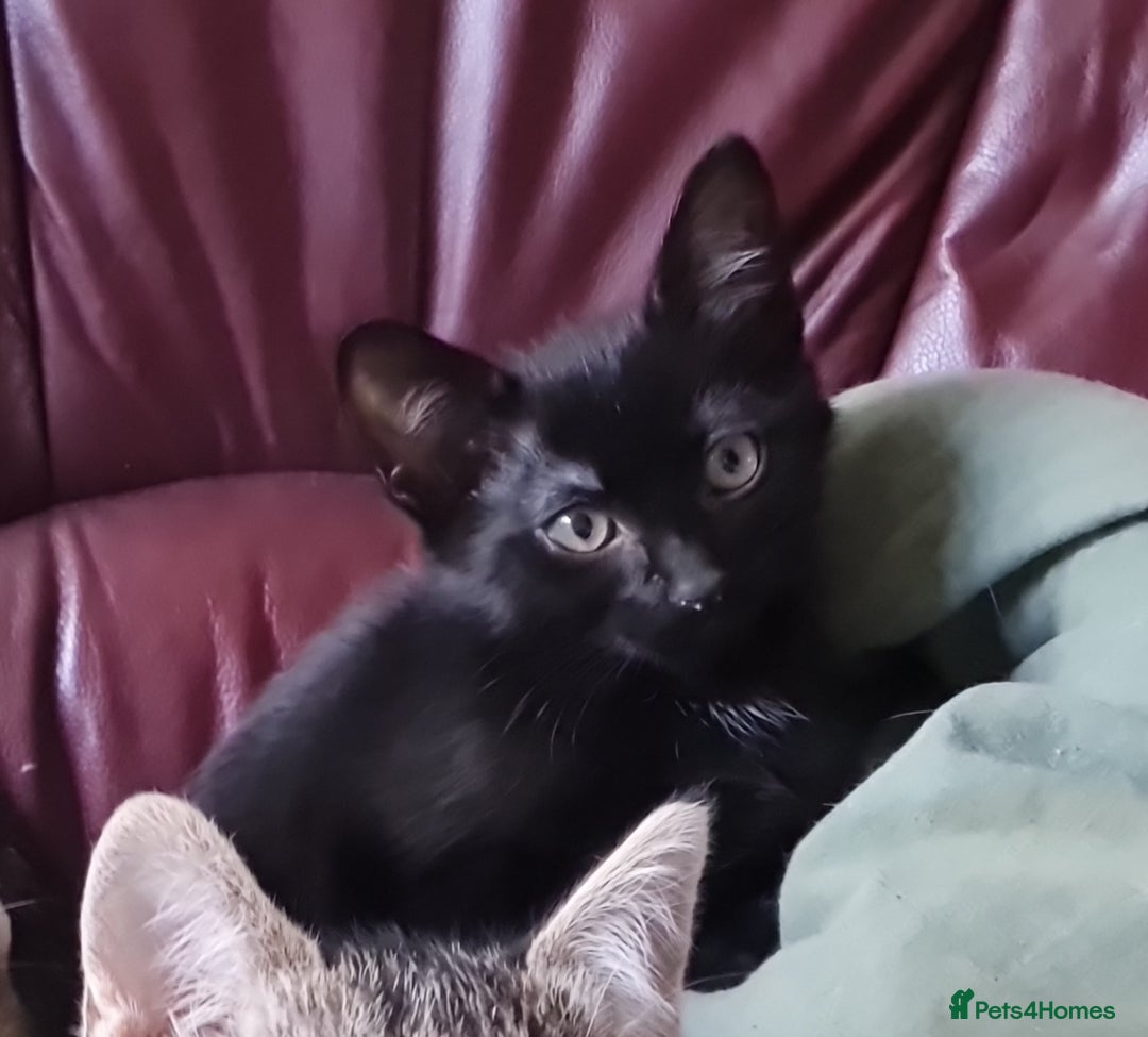 Mixed Breed cats for sale: Mixed breed kittens for sale! - Image 16