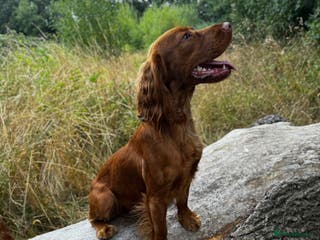 Cocker Spaniel dogs KC Reg, health tested Working cocker Spaniel in Barnsley - Advert 14