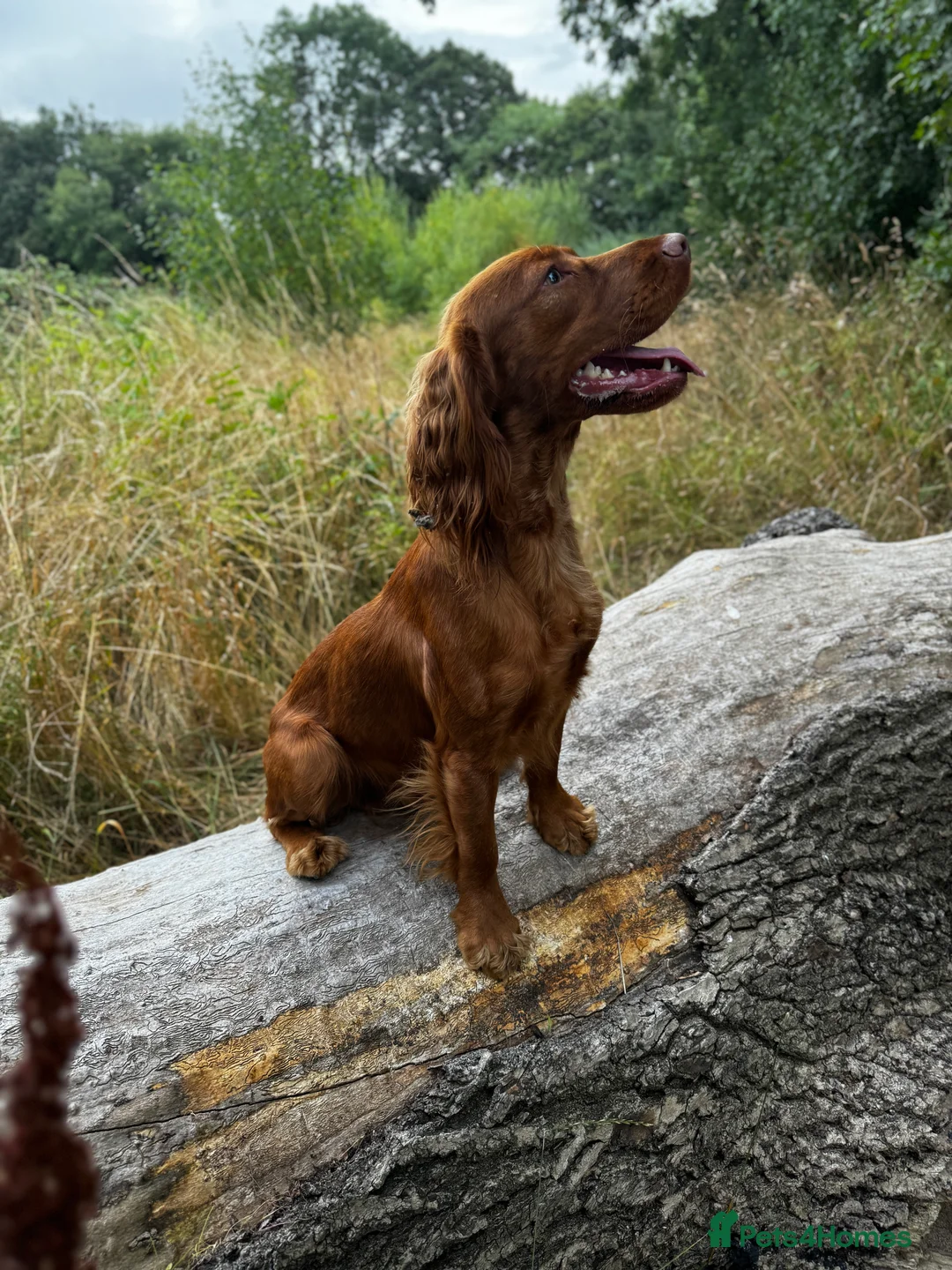 Cocker Spaniel dogs for stud: KC Reg, health tested Working cocker Spaniel in Barnsley - Advert 1