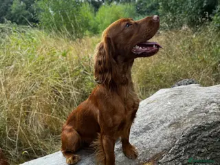 Cocker Spaniel dogs KC Reg, health tested Working cocker Spaniel in Barnsley - Advert 8