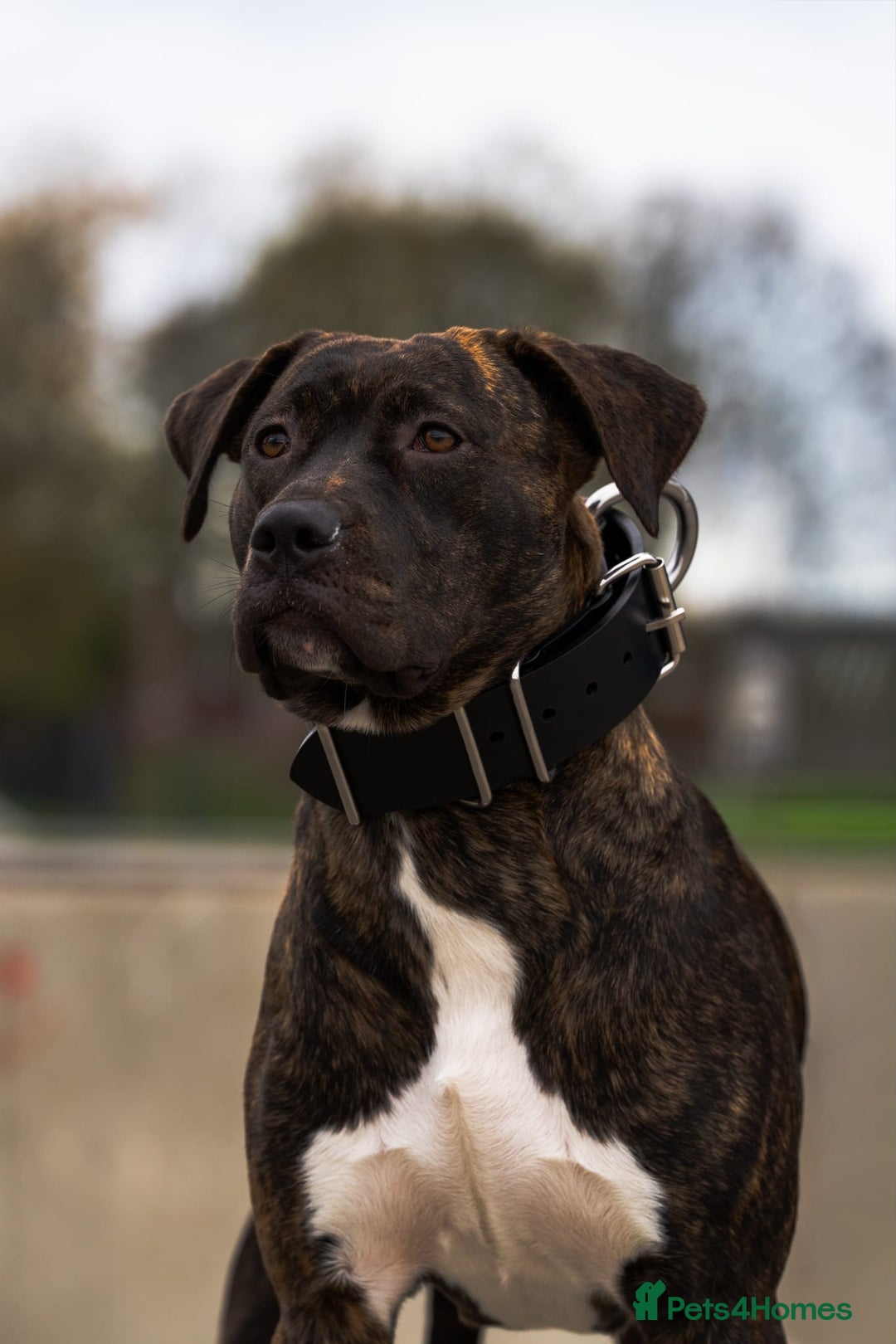 Mixed Breed dogs for sale: Fun Loving Companion - Advert 2