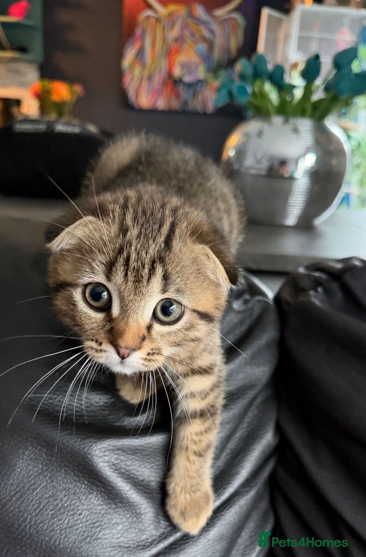 Scottish Fold cats Scottish Fold kittens Ready Now ! - Advert 2