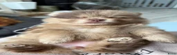 Pomeranian dogs for sale: 100% POM!🐻DNA&HEALTH TESTED!🧬 - Advert 26