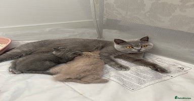 British Shorthair cats - Advert 13