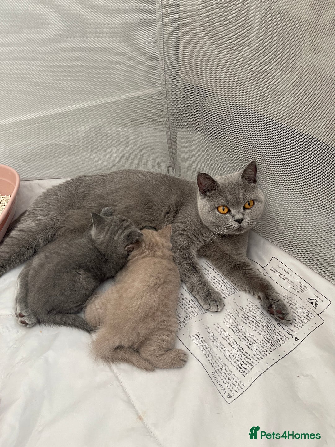 British Shorthair cats for sale: GCCF registered Champion bloodline BSH kittens - Image 6