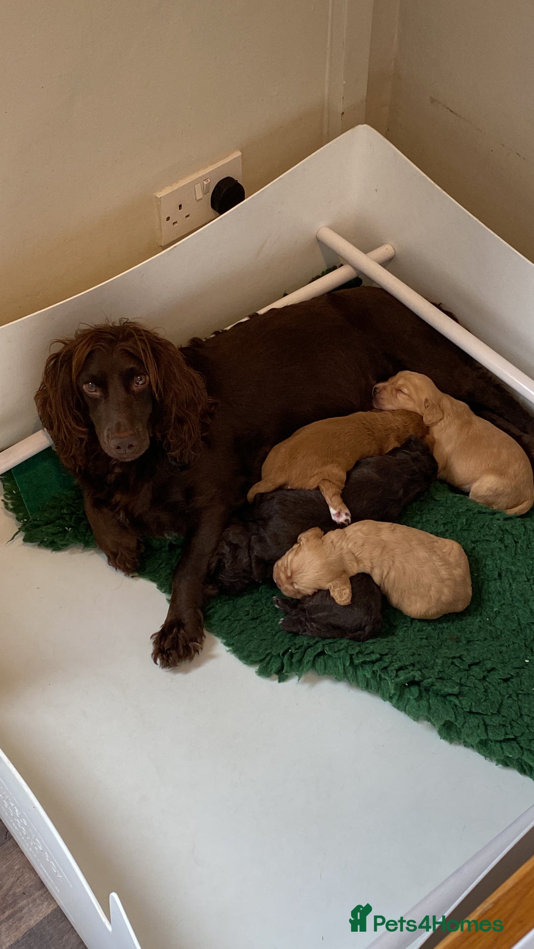 Cocker Spaniel dogs for sale: Beautiful KC Registered Cocker Spaniels - Image 7