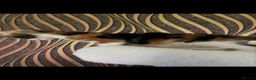 Norwegian Forest Cat cats for sale: Mixed breed/Norwegian Forest Cat  - Advert 9