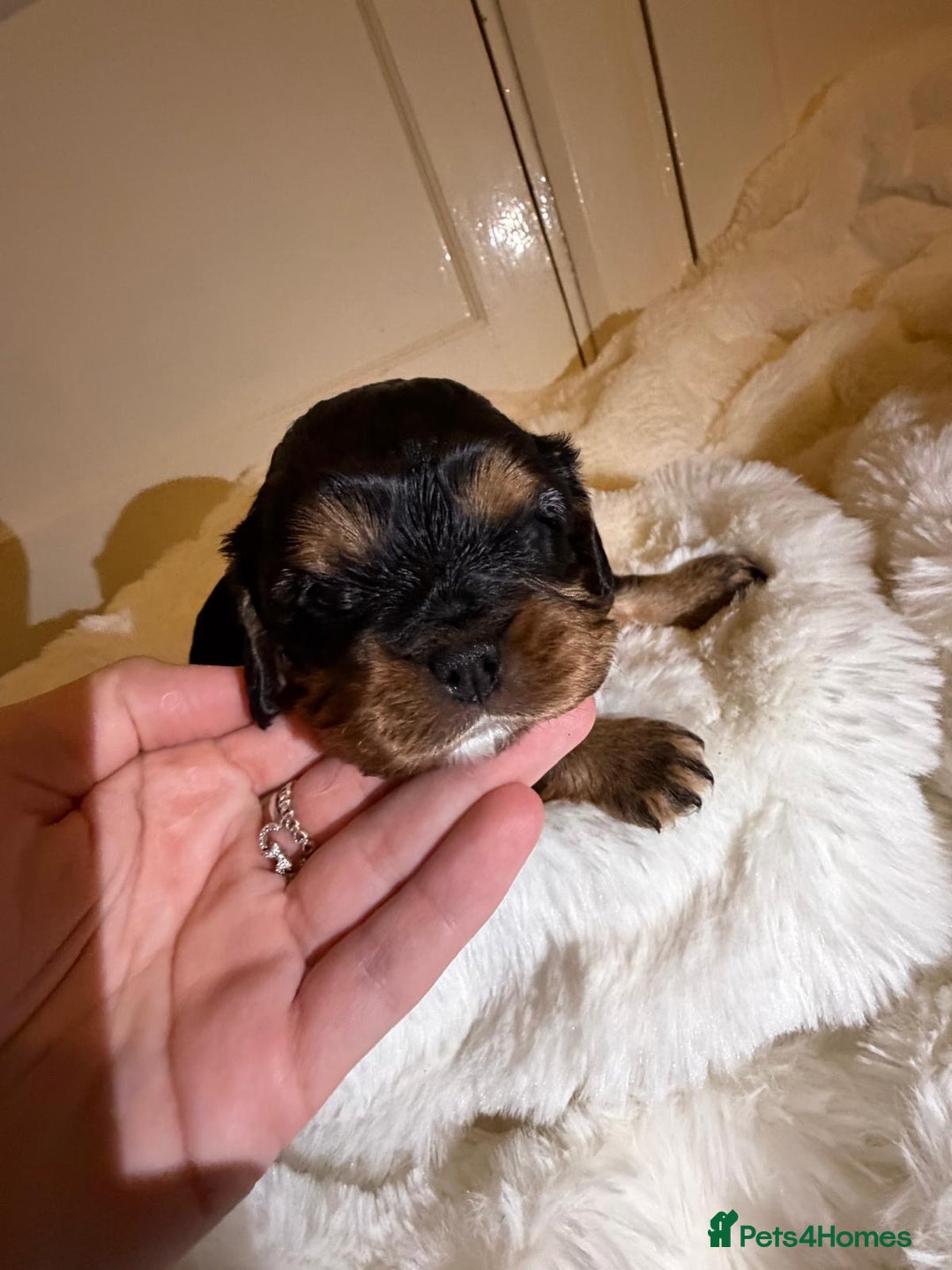 Cavalier King Charles Spaniel dogs for sale: 5 beautiful Cavalier King Charles puppies - Advert 13