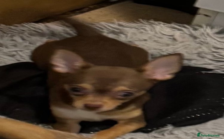 Chihuahua dogs - Advert 9