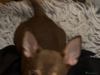 Chihuahua dogs - Advert 8