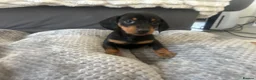 Miniature Dachshund dogs for sale: Miniature Daschund Pups for loving homes - Advert 9