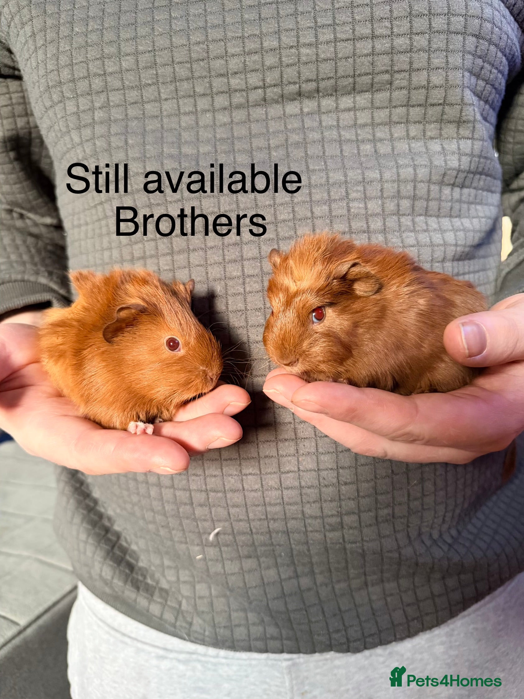 Guinea Pig rodents Beautiful Baby Guinea Pigs for sale - Girls & Boys - Advert 16