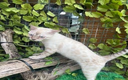 Bengal cats for sale: Unbelievably friendly TICA reg kittens  - Image 26