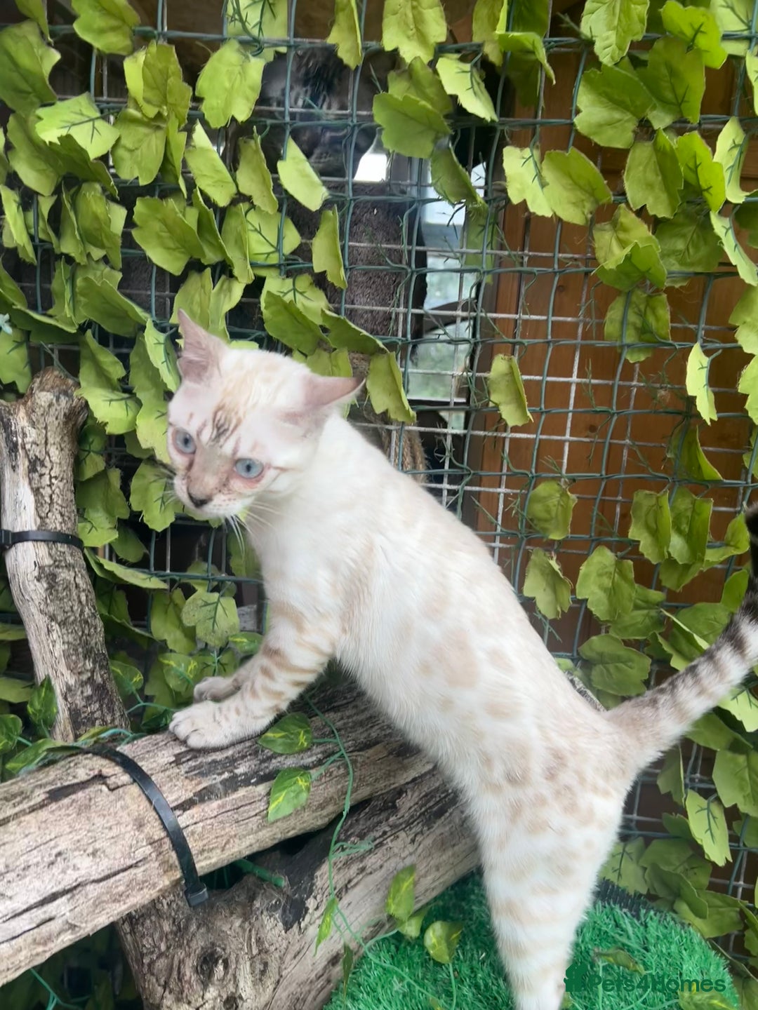 Bengal cats for sale: Unbelievably friendly TICA reg kittens  - Image 26
