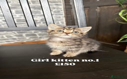 Mixed Breed cats for sale: Adorable girls are ready to meet their people! - Image 2