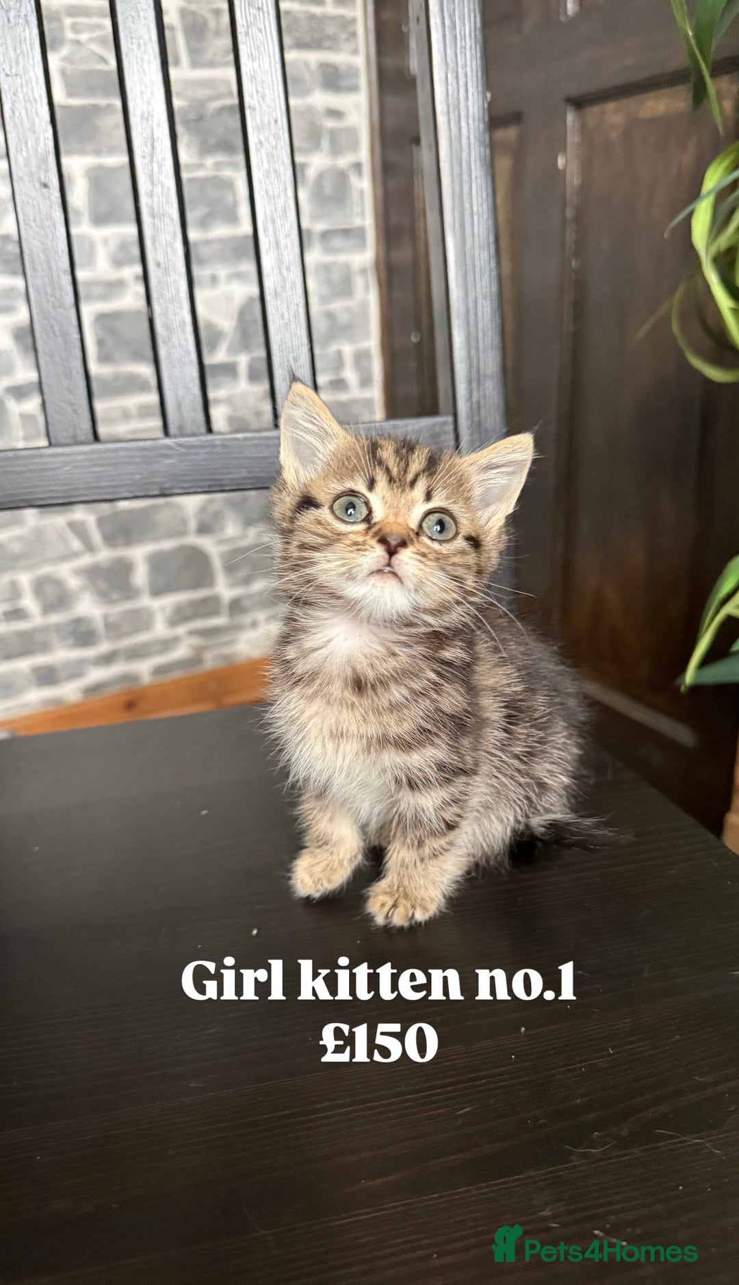 Mixed Breed cats for sale: Adorable girls are ready to meet their people! - Image 2