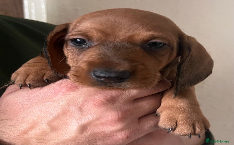 Dachshund dogs - Advert 7