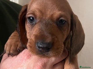 Dachshund dogs - Advert 6