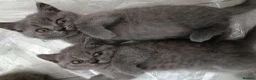 British Shorthair cats for sale: Beautiful kittens - Advert 17