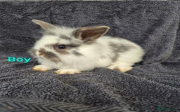 Mini Lion Lop rabbits for sale: Mini Lion Lop Buns looking for new homes - Image 8