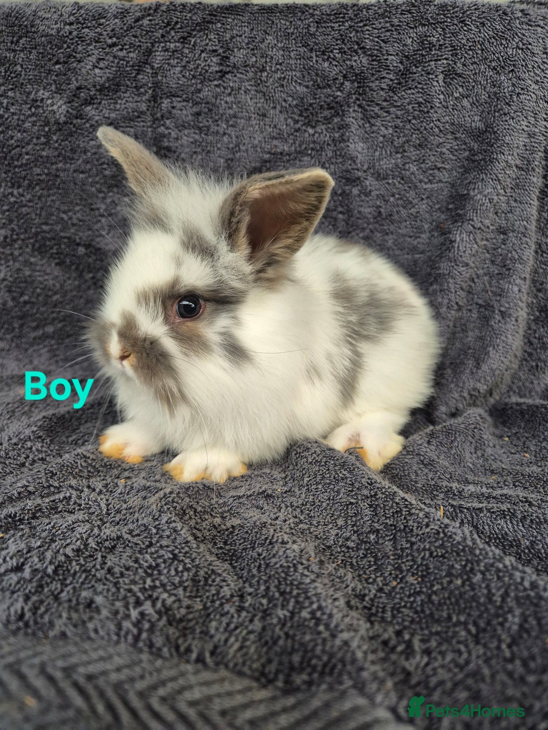 Mini Lion Lop rabbits for sale: Mini Lion Lop Buns looking for new homes - Image 8