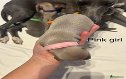Whippet dogs for sale: Stunning KC whippet puppies  - Image 4