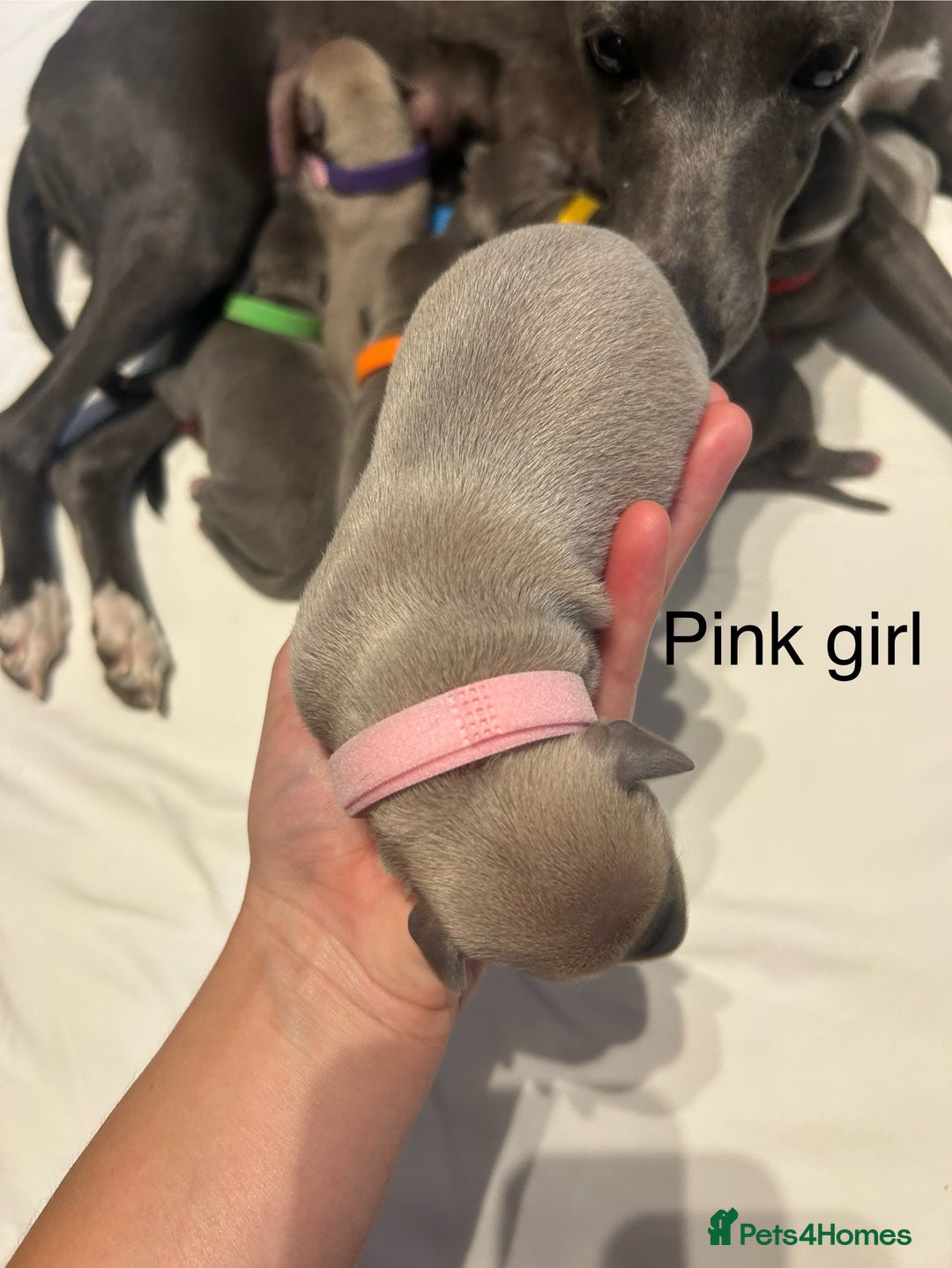 Whippet dogs for sale: Stunning KC whippet puppies  - Image 4