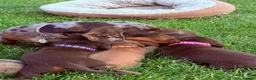 Miniature Dachshund dogs for sale: Beautiful miniature dachshund puppies available  - Advert 9