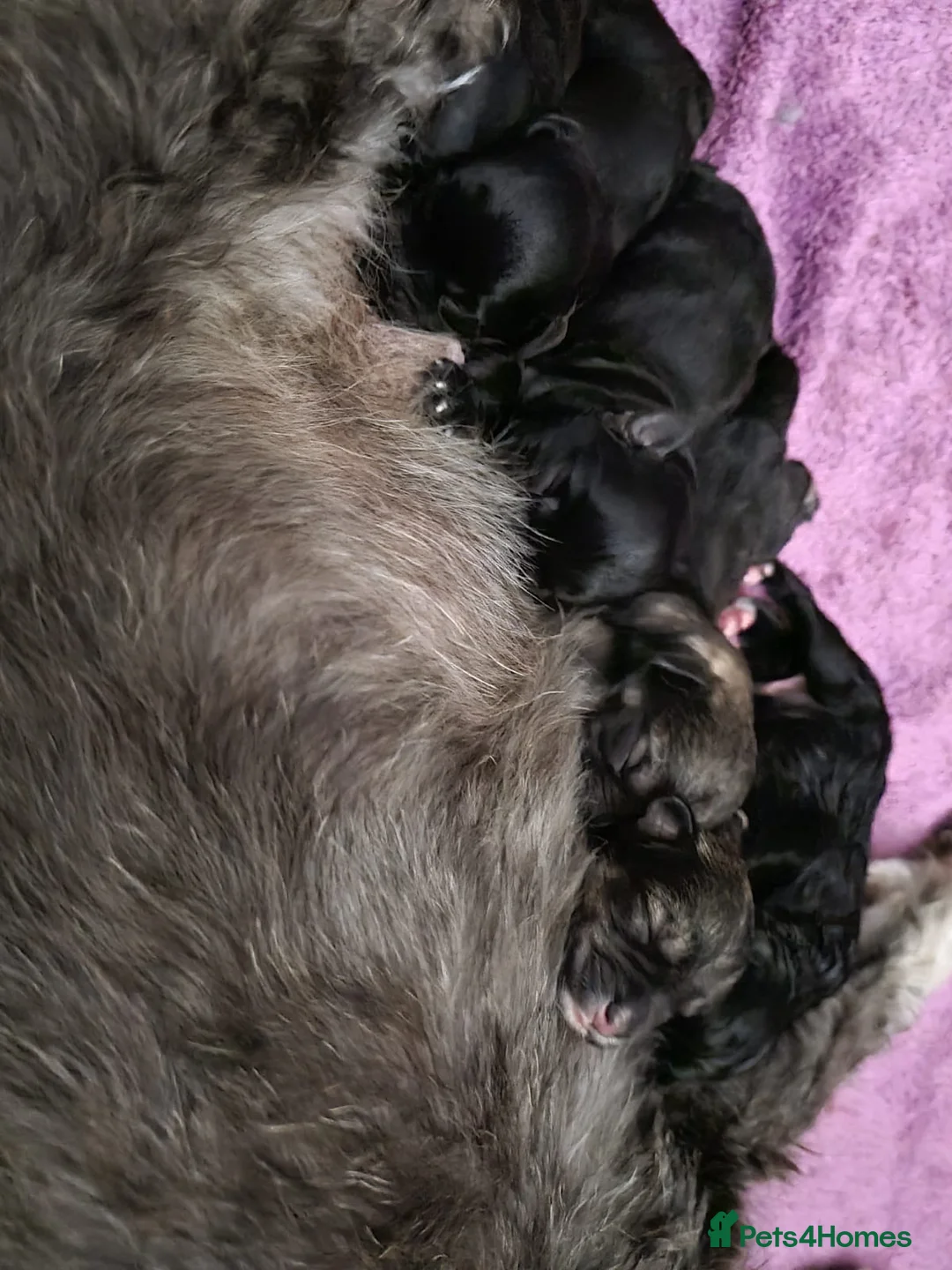 Miniature Poodle dogs for stud: Archie well Proven stud miniature poodle  in Chard - Advert 19