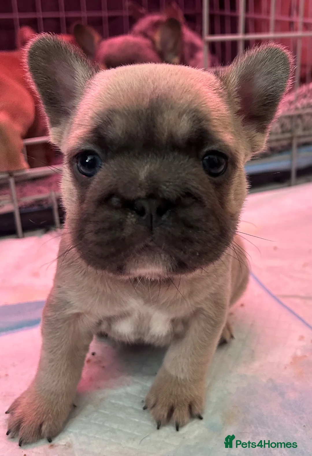 French Bulldog dogs for sale: 2 French bulldog puppies ready to leave  - Advert 2