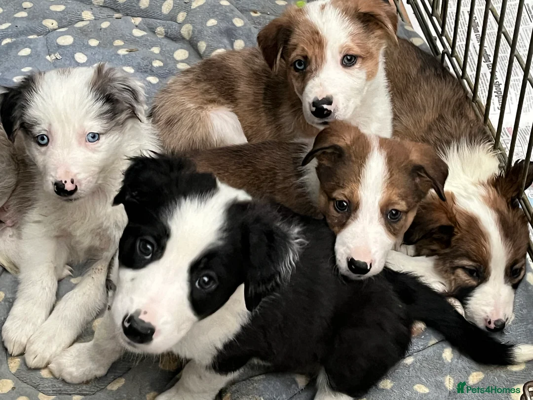 Border Collie dogs for sale: Border  collie pups. Mixed colours. - Advert 17