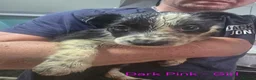Border Collie dogs for sale: Border Collie Pups - Advert 21