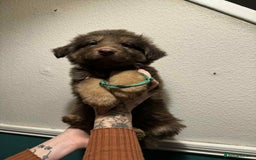 German Shepherd dogs for sale: Beautiful straight back German Shepherds  - Image 34