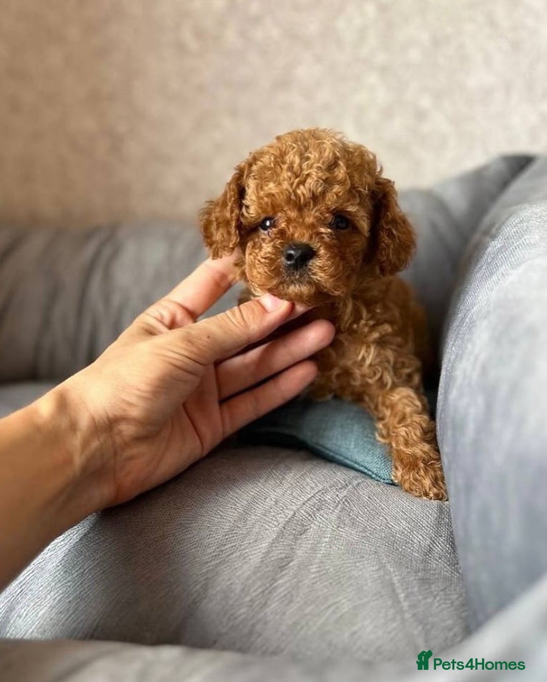Toy Poodle dogs for sale: Red Toy Poodle puppies 🐶 💥💥💤 - Image 2