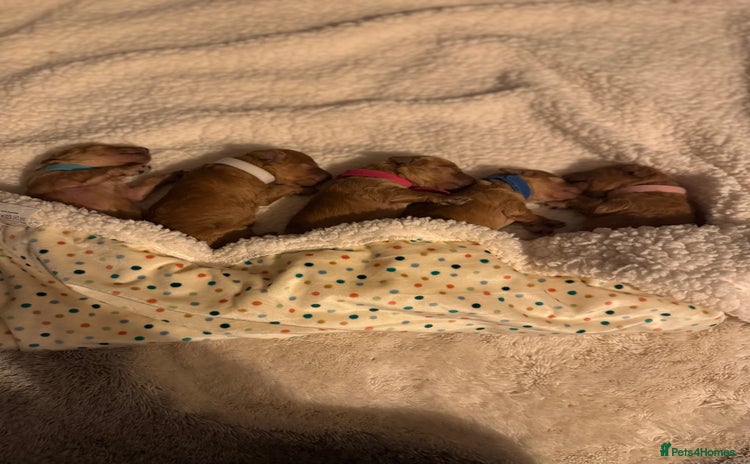 Toy Poodle dogs Toy Poodle - Posh Poodles UK  - Advert 2