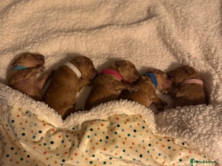 Toy Poodle dogs Toy Poodle - Posh Poodles UK - Advert 13