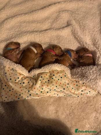 Toy Poodle dogs Toy Poodle - Posh Poodles UK - Advert 3