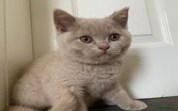 British Shorthair cats for sale: GCCF Active Championship line Blue & Lilac Kittens - Image 11