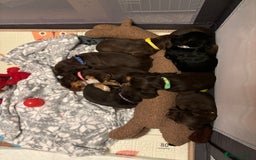 Cocker Spaniel dogs for sale: Beautiful Cocker Spaniel Puppies - Advert 29