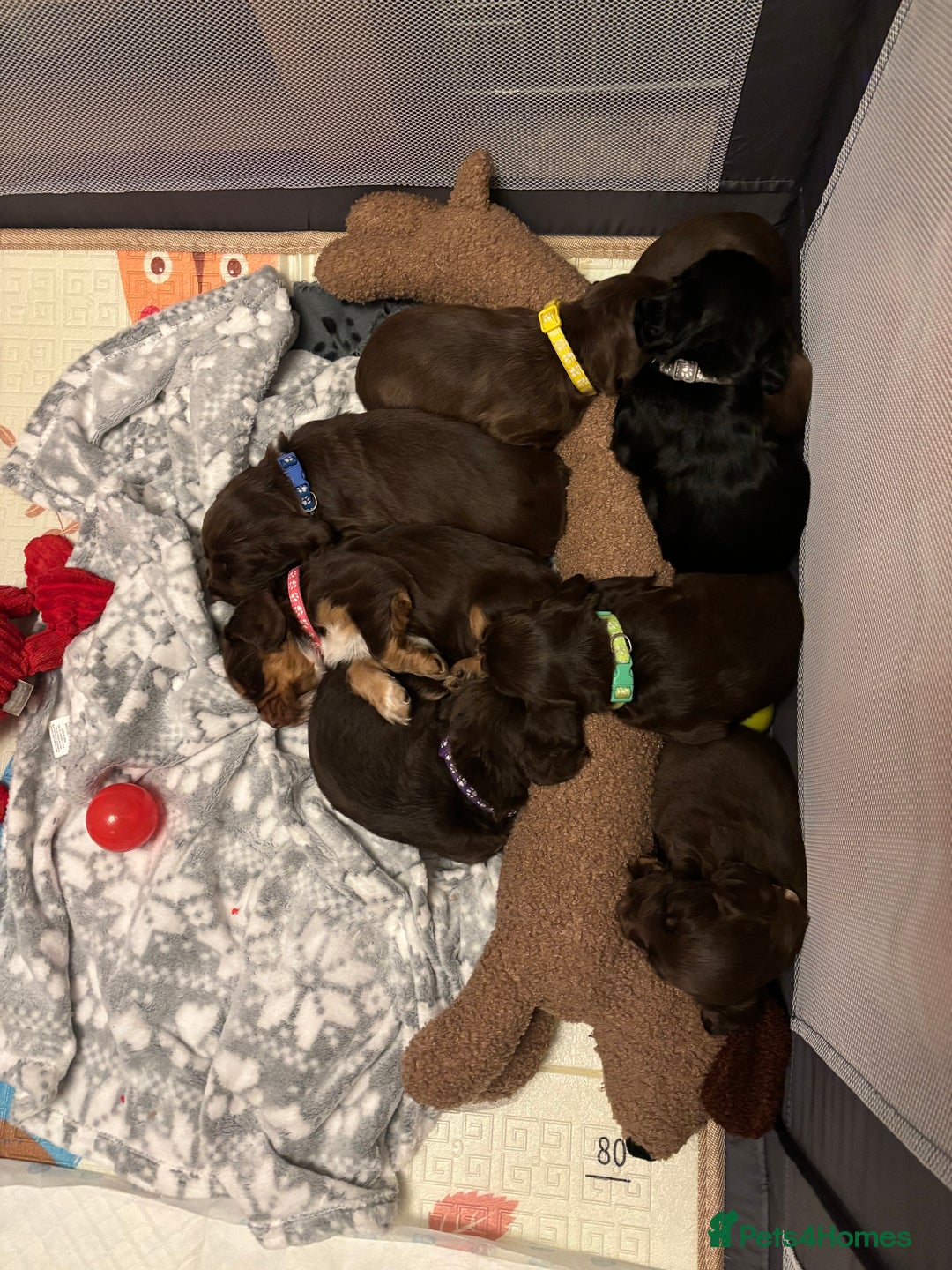 Cocker Spaniel dogs for sale: Beautiful Cocker Spaniel Puppies - Advert 29