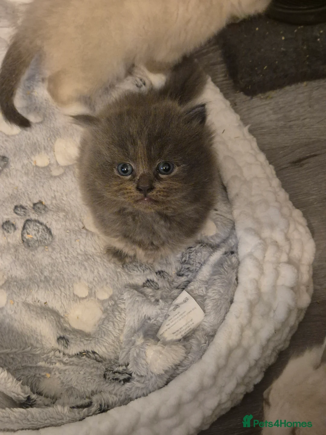 Mixed Breed cats for sale: Ragdoll/ british short hair in Manchester - Advert 2