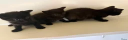 Mixed Breed cats for sale: Kittens available  - Advert 3