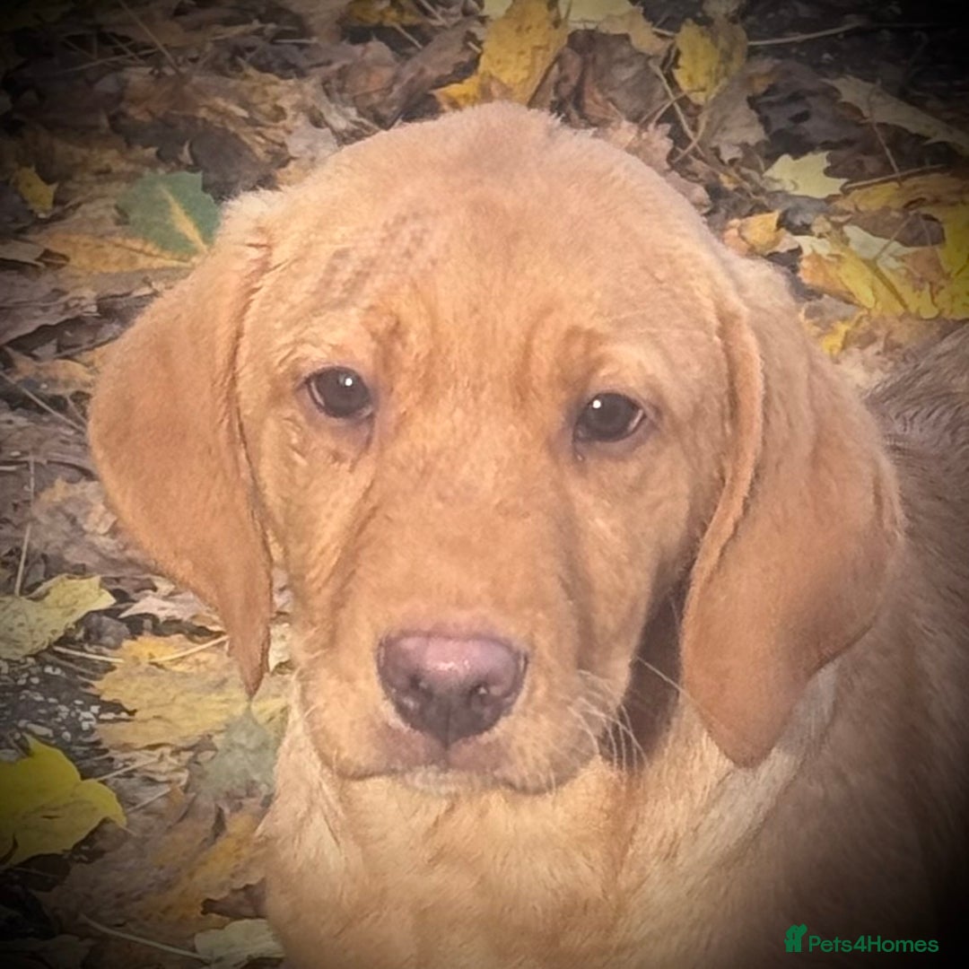 Labrador Retriever dogs for sale: 🧡 Pale Fox Red Yellow Labrador Puppies 💛 - Advert 8