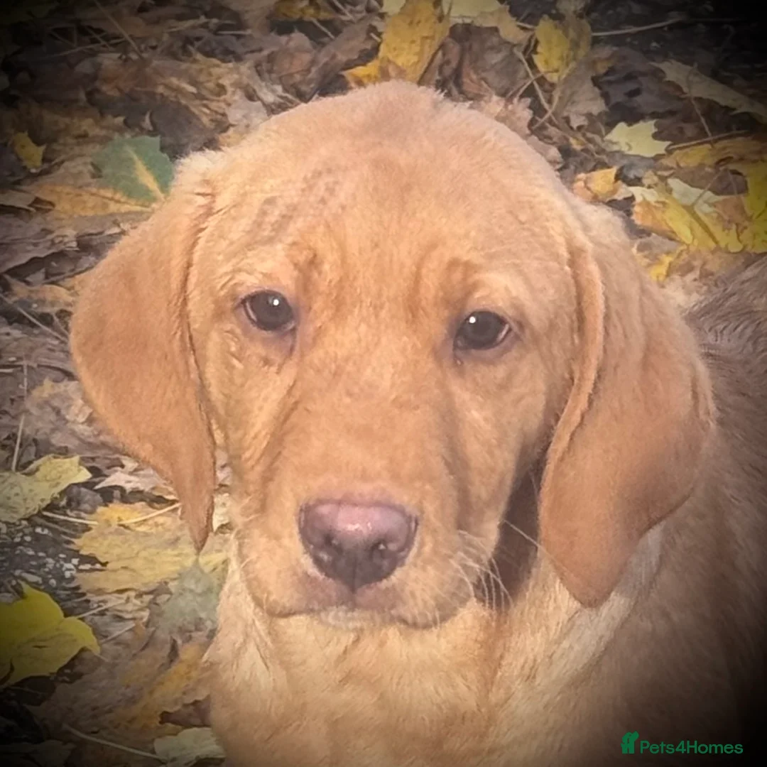 Labrador Retriever dogs for sale: 🧡 Pale Fox Red Yellow Labrador Puppies 💛 - Advert 8