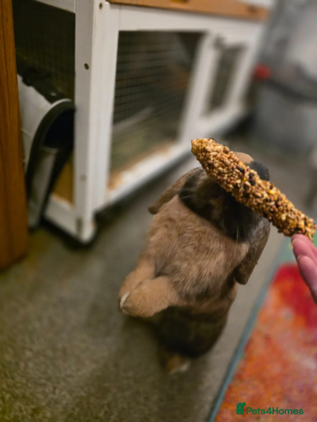 Mini Lop rabbits for sale: Bunnies unwanted by our child in Rochester - Advert 2